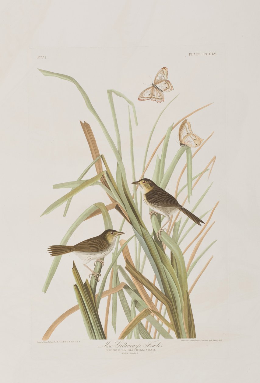 Illustration de 