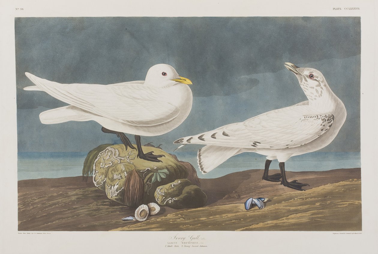 Illustration de 