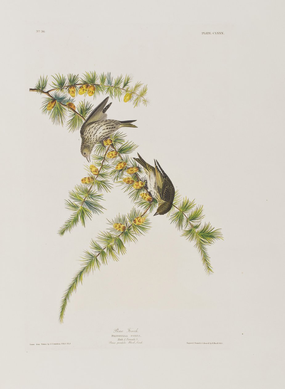 Illustration de 