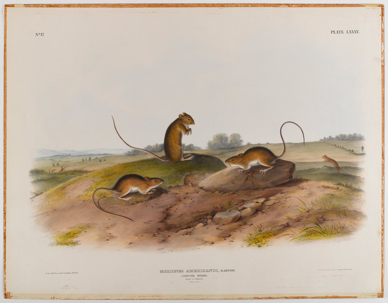 Souris sauteuse - John James Audubon