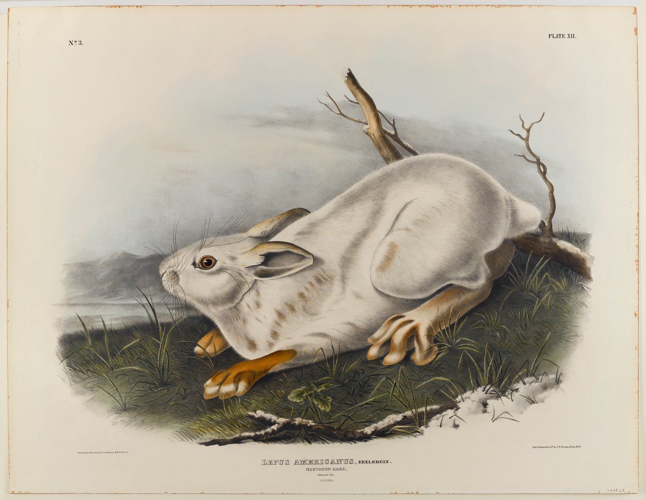 Lièvre du Nord (pelage d