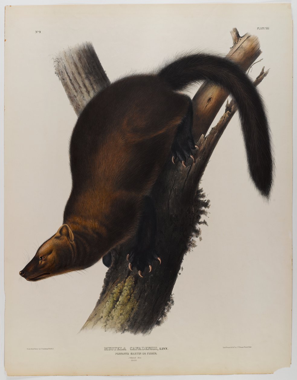 Martre de Pennant - John James Audubon