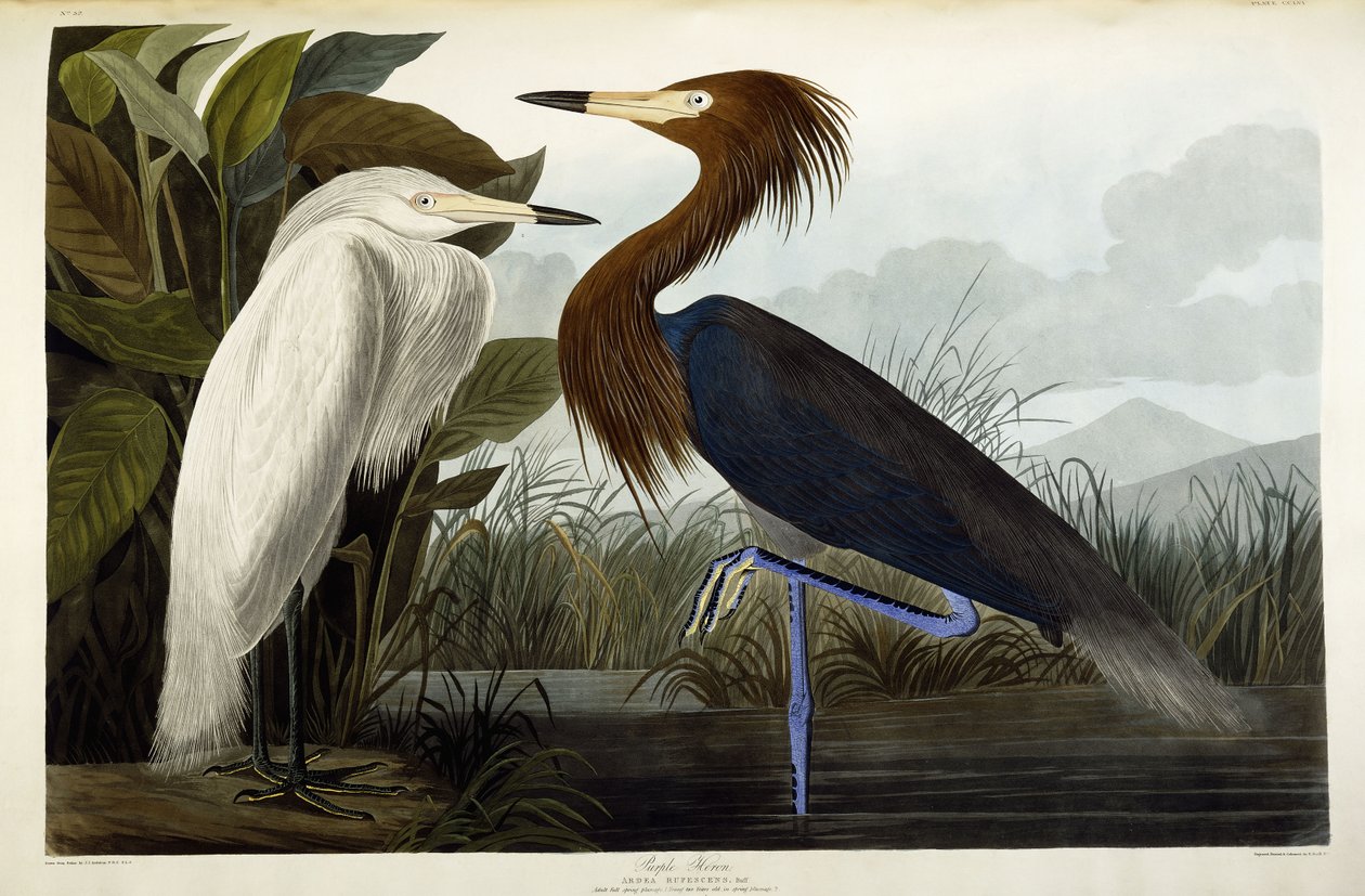 Héron pourpré, vers 1835 - John James Audubon