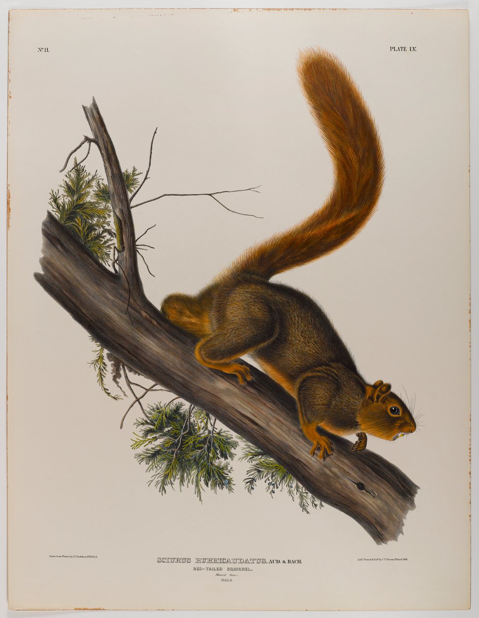 Écureuil à queue rouge - John James Audubon