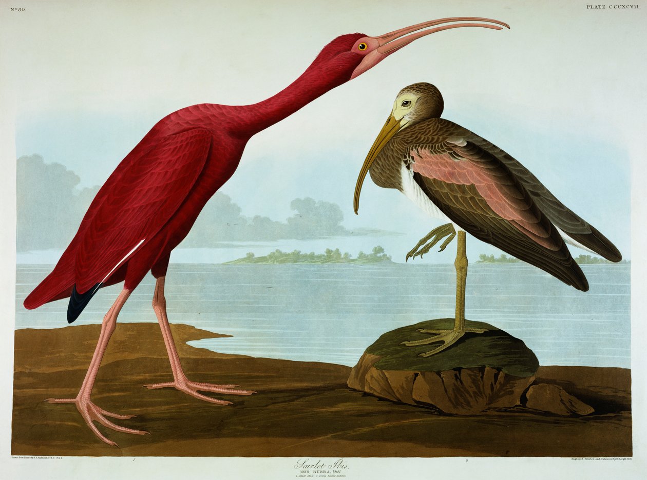 Ibis écarlate - John James Audubon
