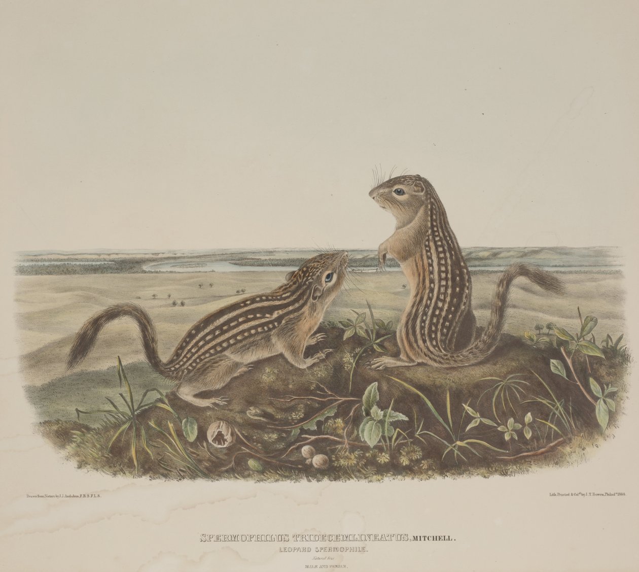 Spermophilus Tridecemlineatus (Deux écureuils léopards) - John James Audubon
