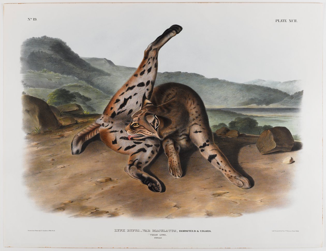 Lynx texan - John James Audubon