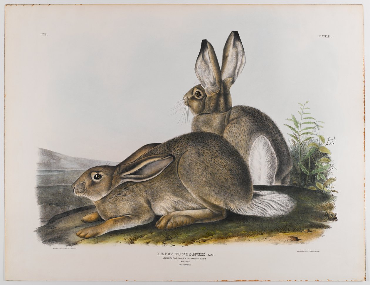 Lièvre des montagnes Rocheuses de Townsend, 1842 - John James Audubon