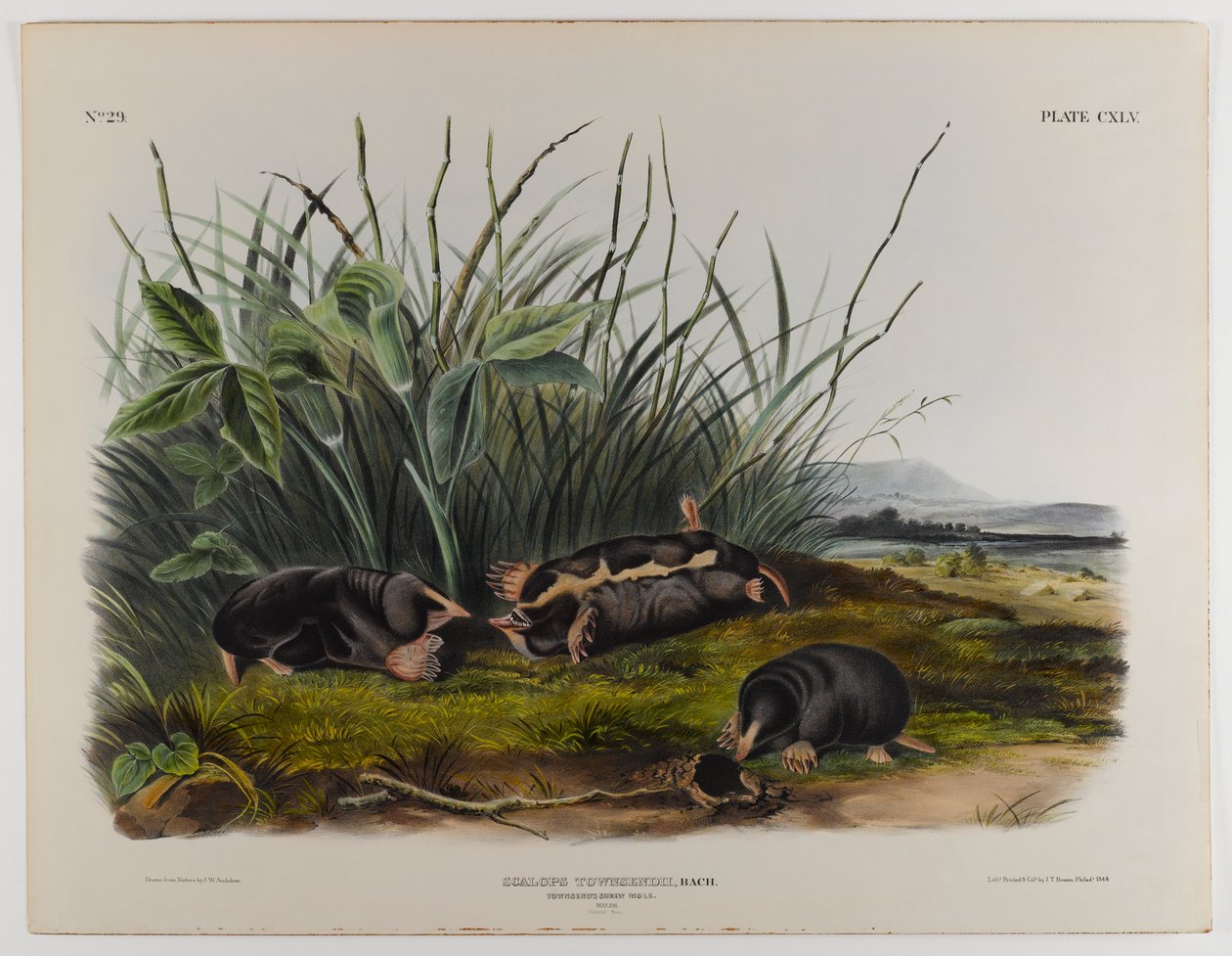 Taupe musaraigne de Townsend - John James Audubon