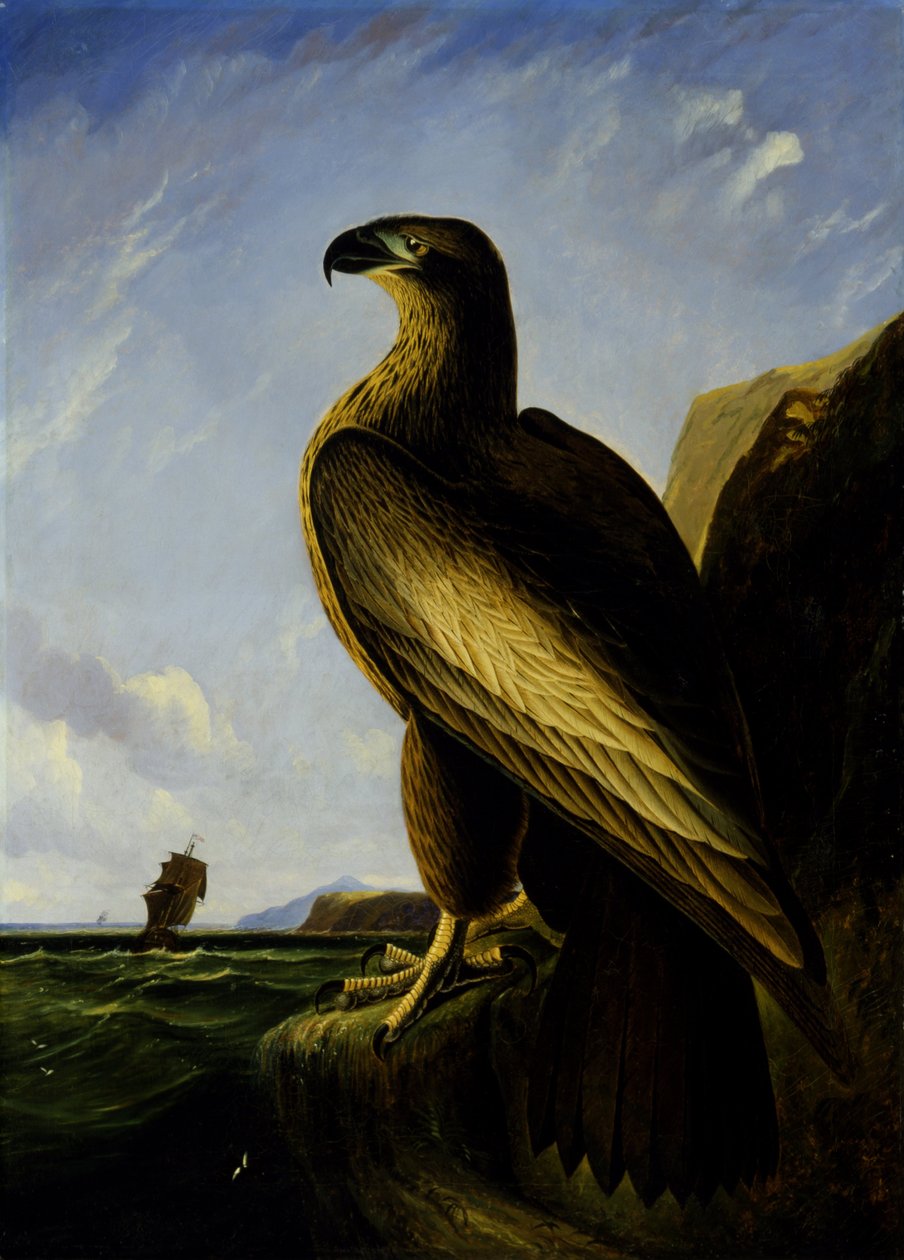 Aigle de mer de Washington - John James Audubon