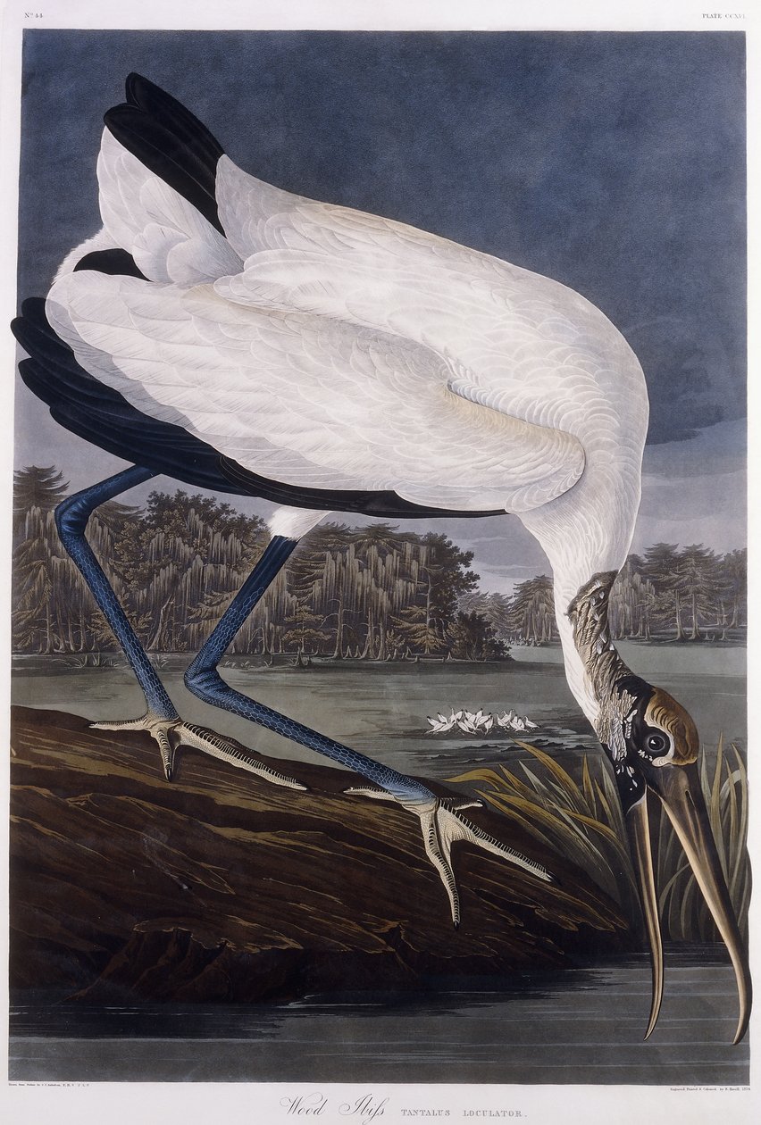 Ibis des bois - John James Audubon