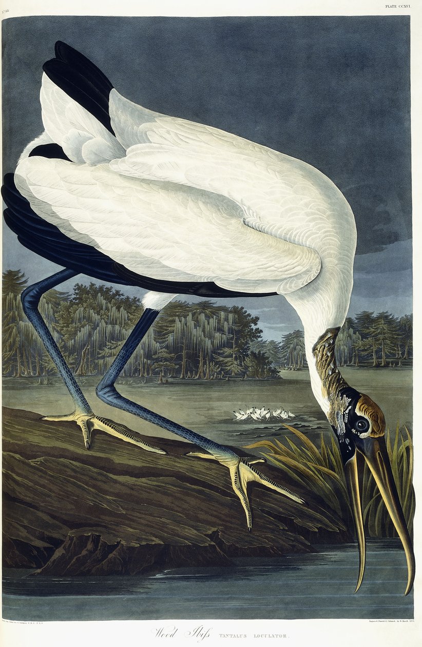 Ibis des bois, 1834 - John James Audubon
