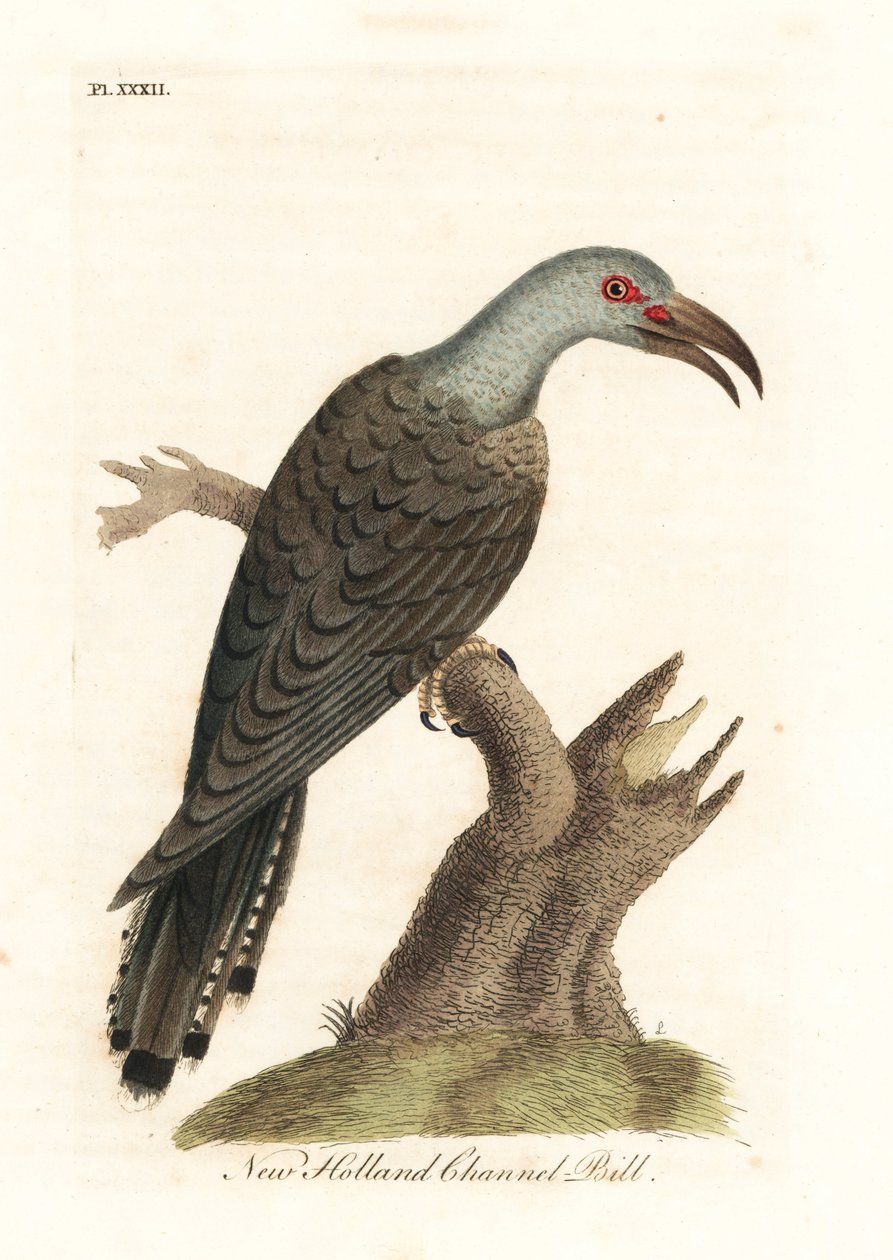 Coucou à bec cannelé, Scythrops novaehollandiae (Coucou australien, Psittaceous hornbill). Gravure à la main en couleur dessinée et gravée par John Latham de son propre A General History of Birds, Winchester - John Latham