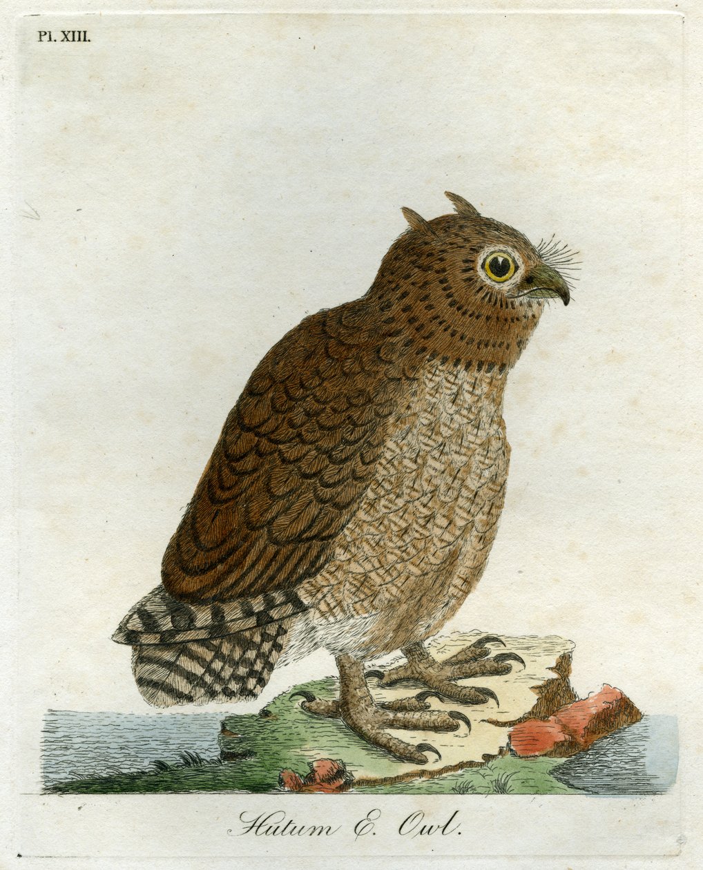 Chouette Hutum, 1821 - John Latham