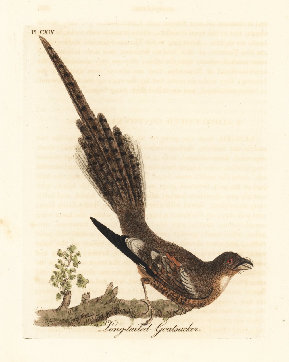Engoulevent à longue queue, Caprimulgus climacurus. Gravure à la main par John Latham de son propre A General History of Birds, Winchester - John Latham