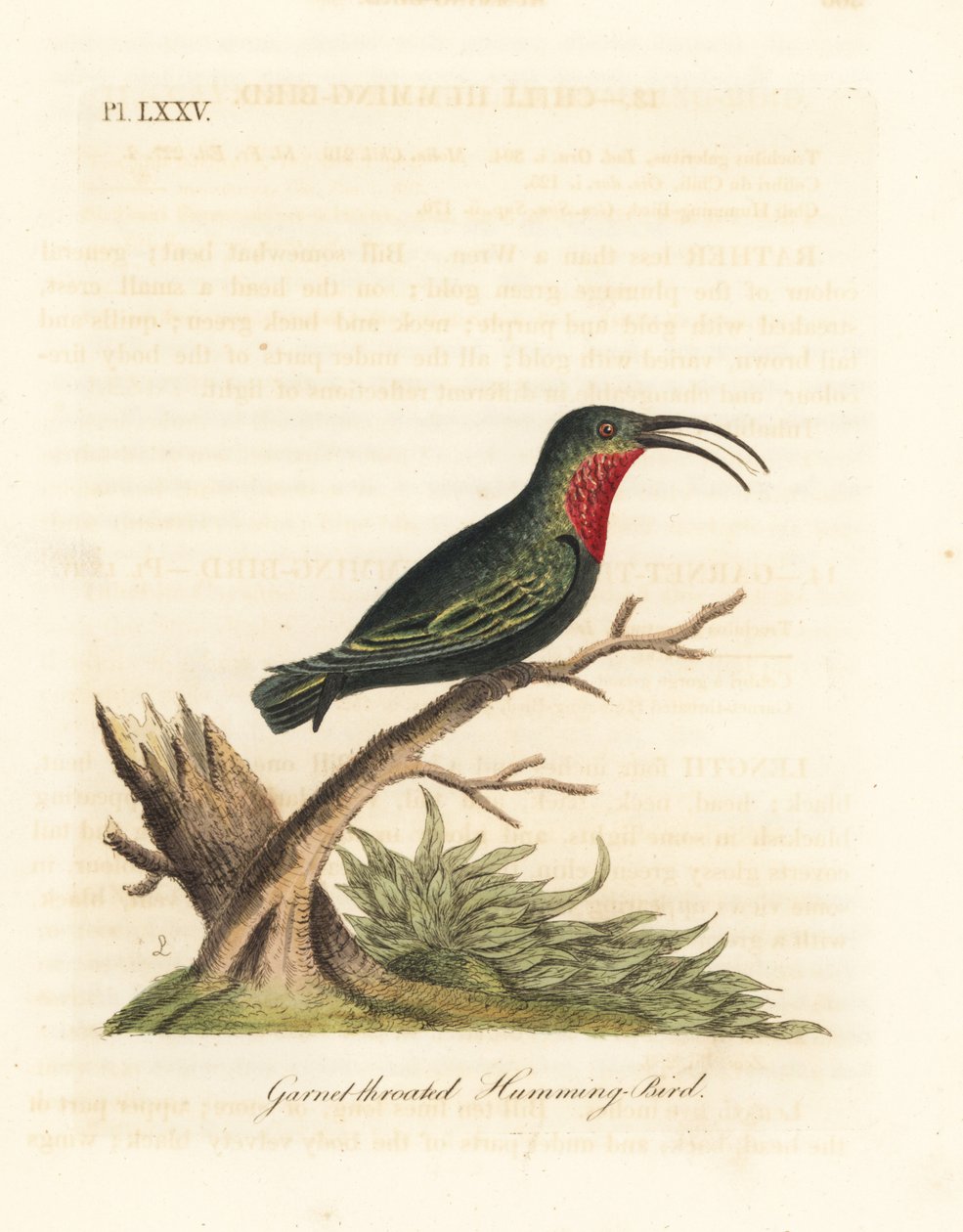 Colibri caribéen à gorge pourpre, Eulampis jugularis (Colibri à gorge grenat, Trochilus granatinus). Gravure à la main en cuivre dessinée et gravée par John Latham de son propre A General History of Birds, Winchester - John Latham