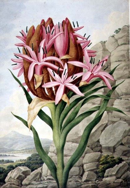 Lys de Lance (Doryanthes excelsa) - John Lindley