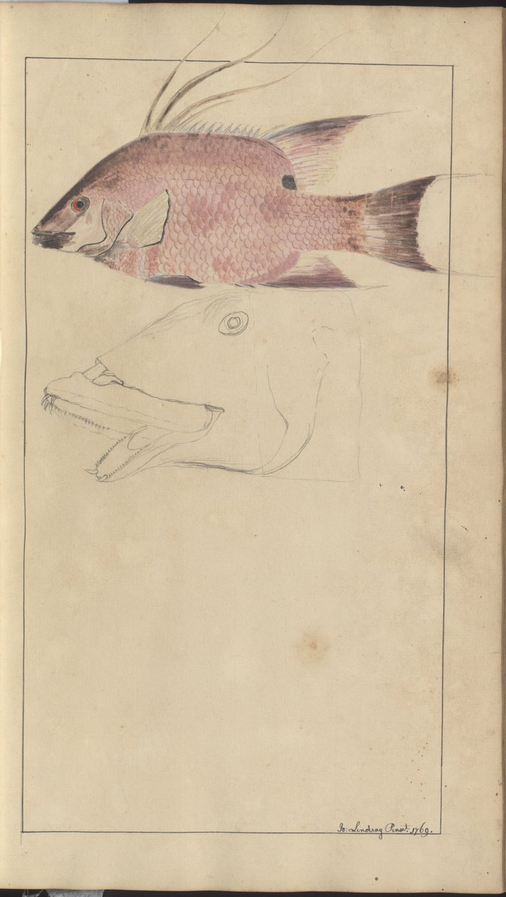 Dessins de Lindsay Vol. VII - John Lindsay