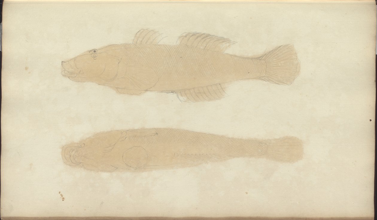 Dessins de Lindsay Vol. VII, 21 - John Lindsay