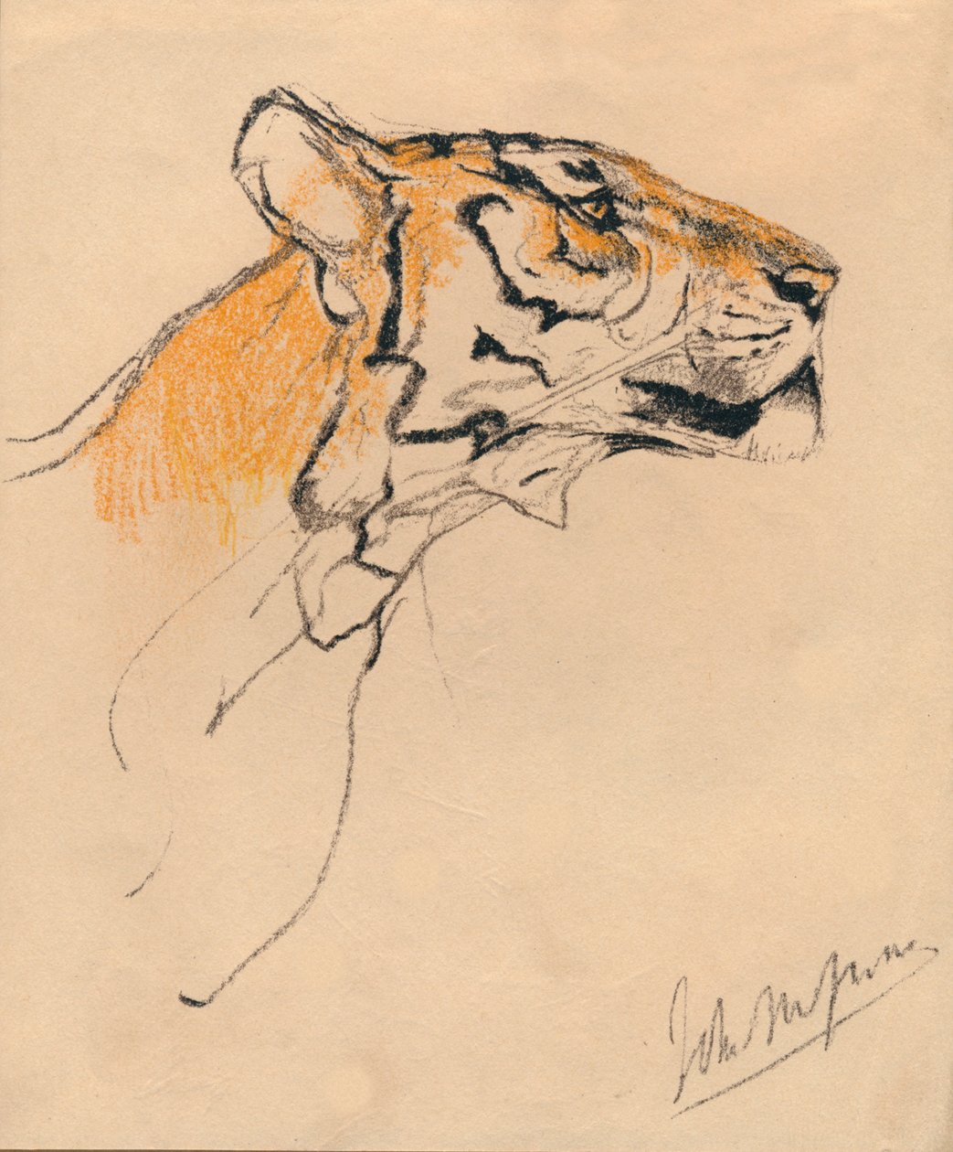 Tête de tigre, vers 1910 - John Macallan Swan