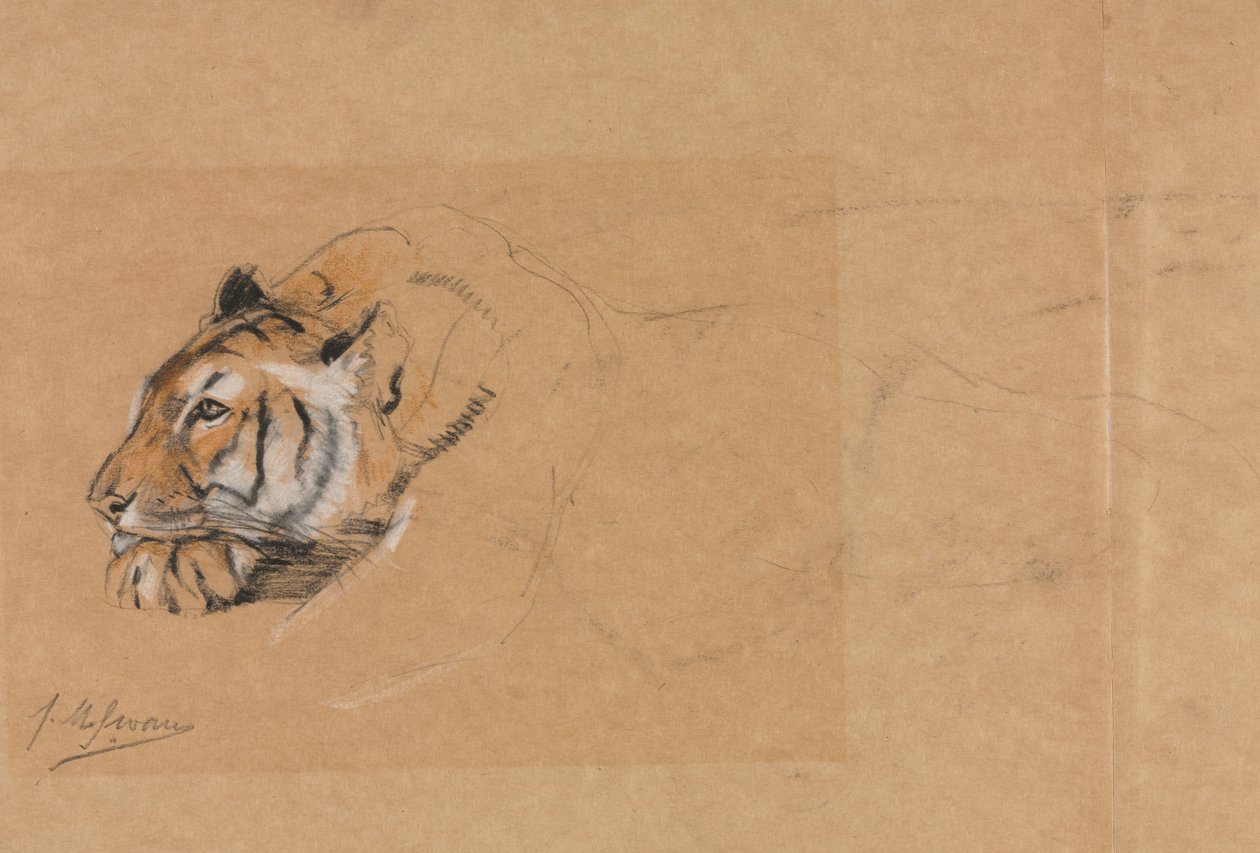 Tigre - John Macallan Swan