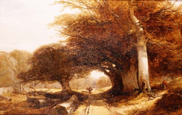 Paysage forestier - John Middleton