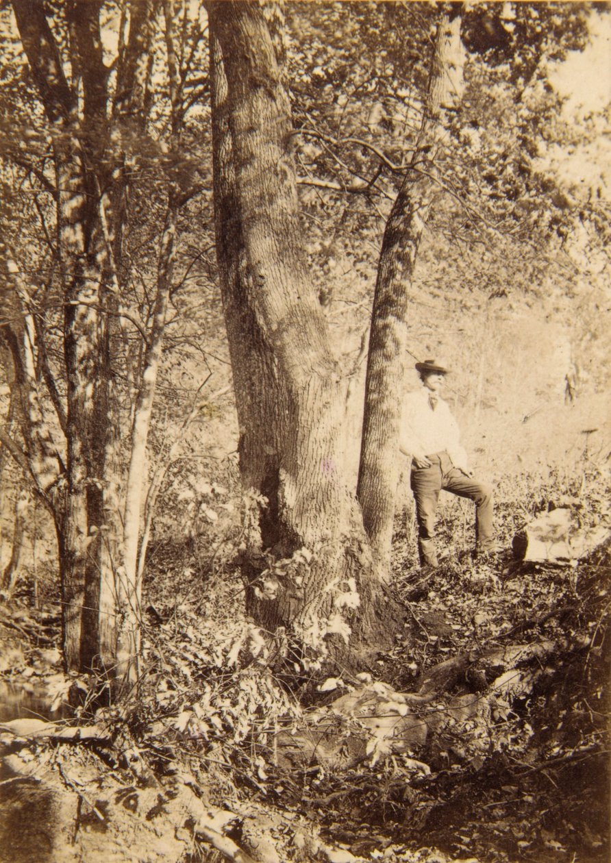 Ruisseau Tacony, peuplier de Magnolia - John Moran
