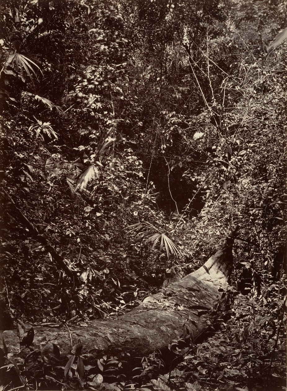 Paysage tropical, Forêt tropicale, 1871 - John Moran