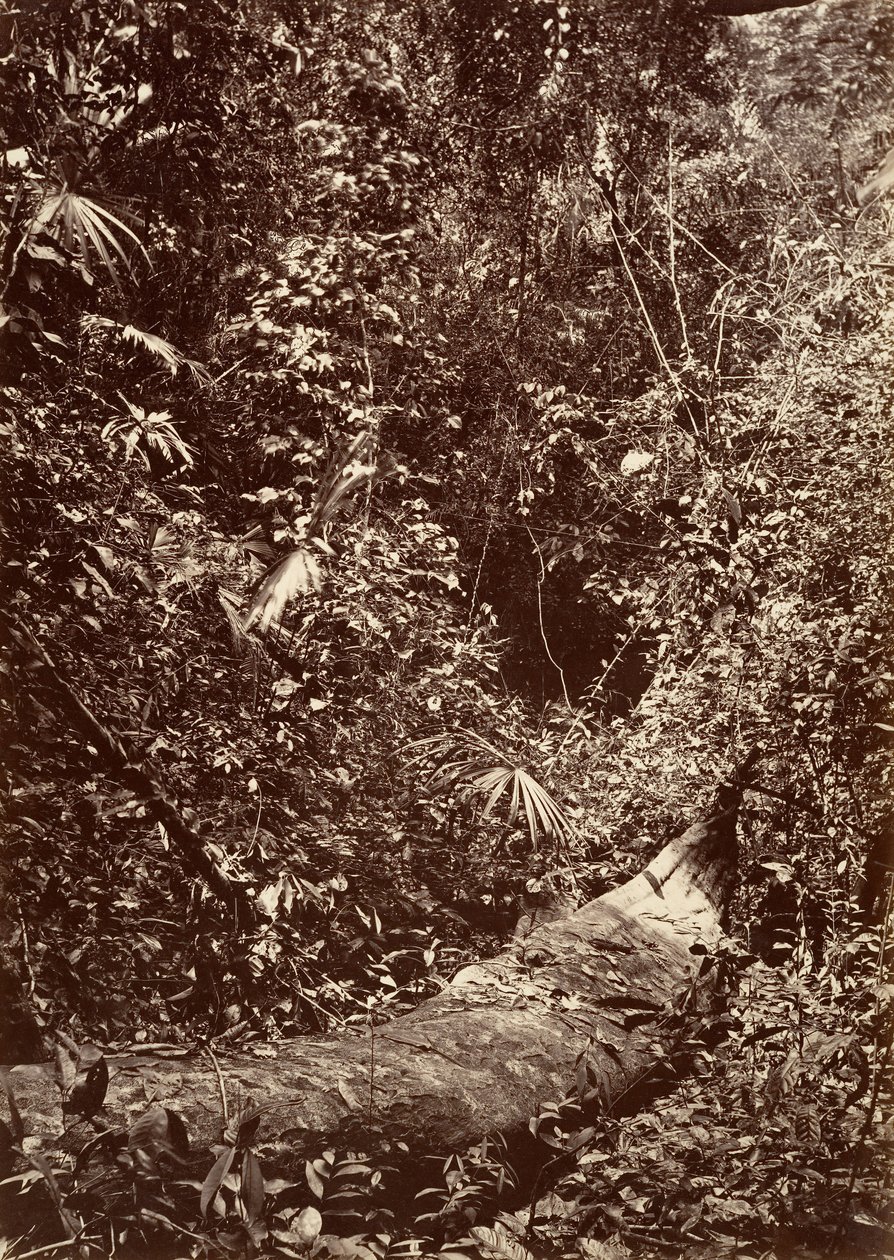 Paysage tropical, forêt tropicale - John Moran