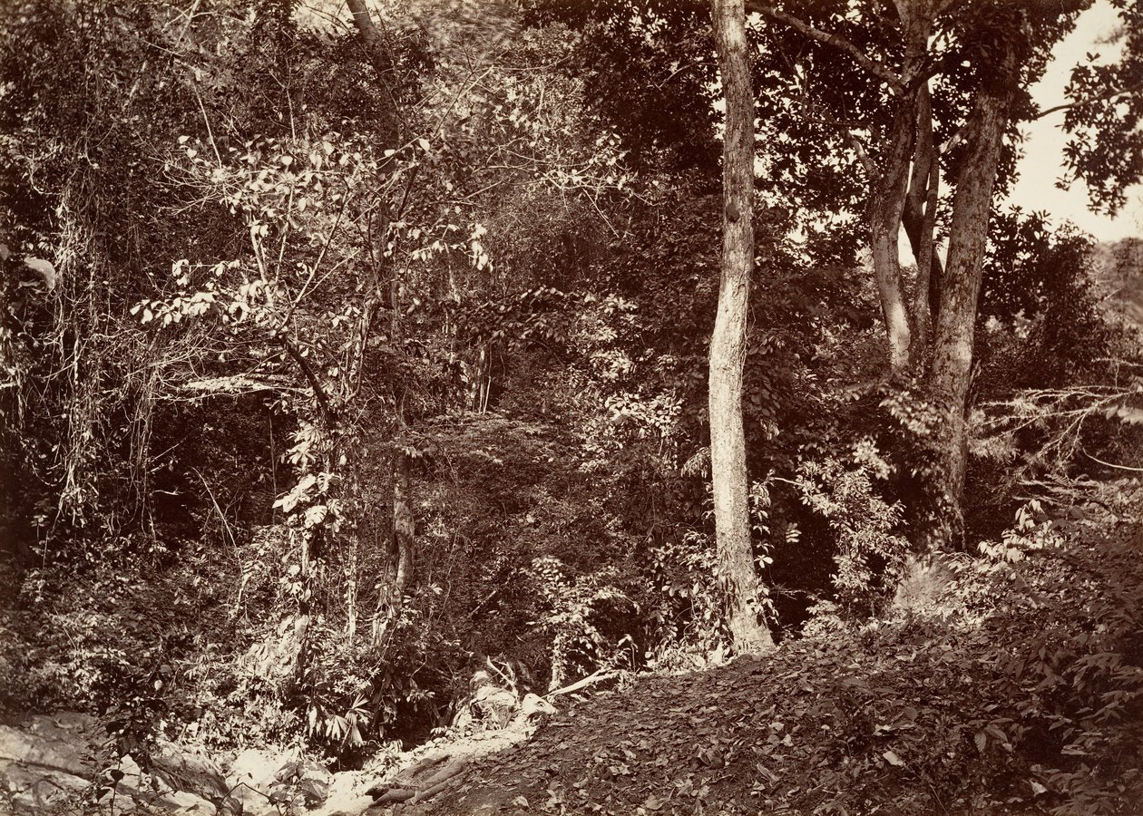 Paysage tropical, vue près de Chipigana, 1871 - John Moran