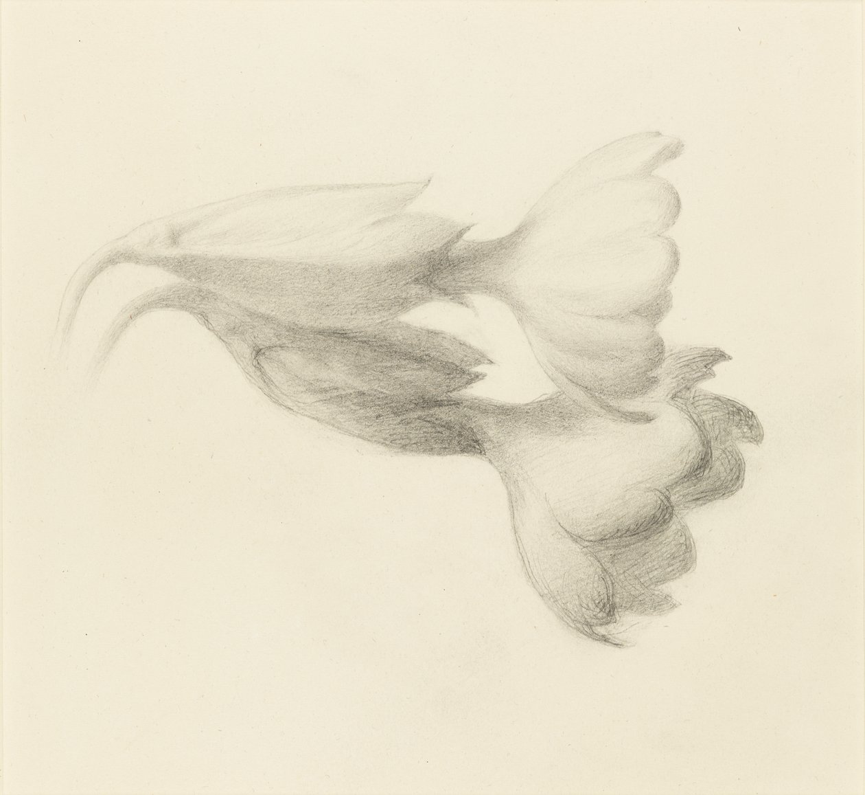 Clochettes de coucou - John Ruskin