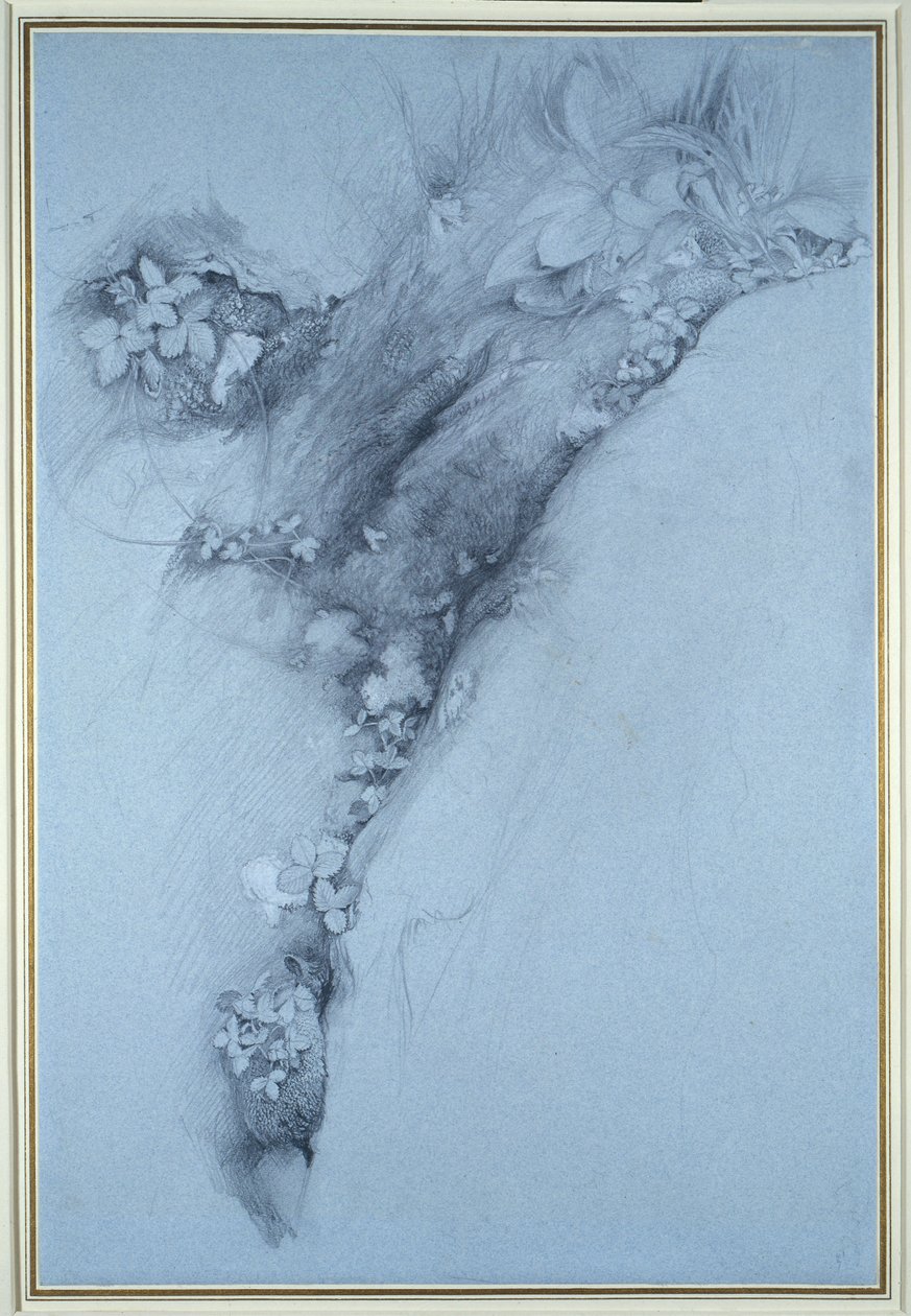 Mousse et fraise des bois - John Ruskin