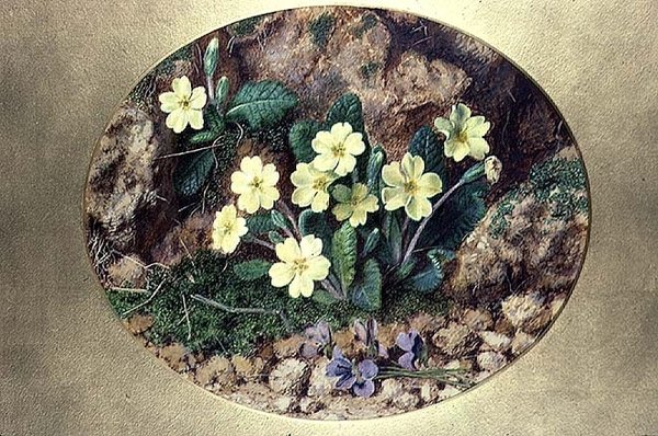 Primevères et violettes - John Sherrin
