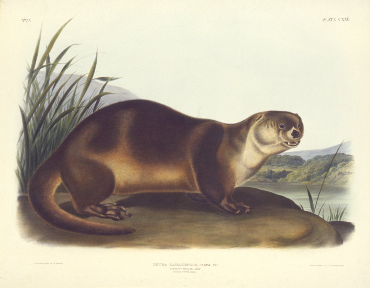 Loutre du Canada--Mâle - John T. Bowen