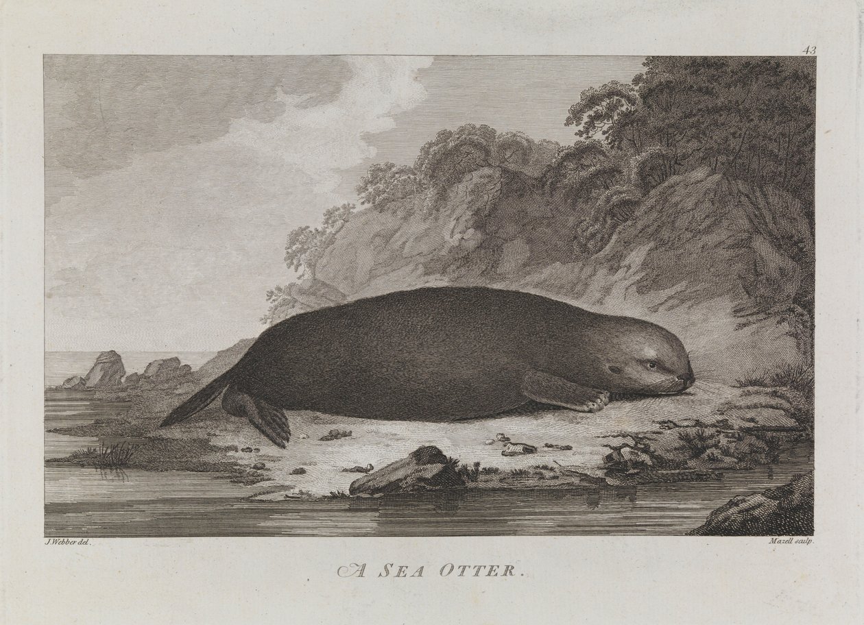 Une loutre de mer - John Webber