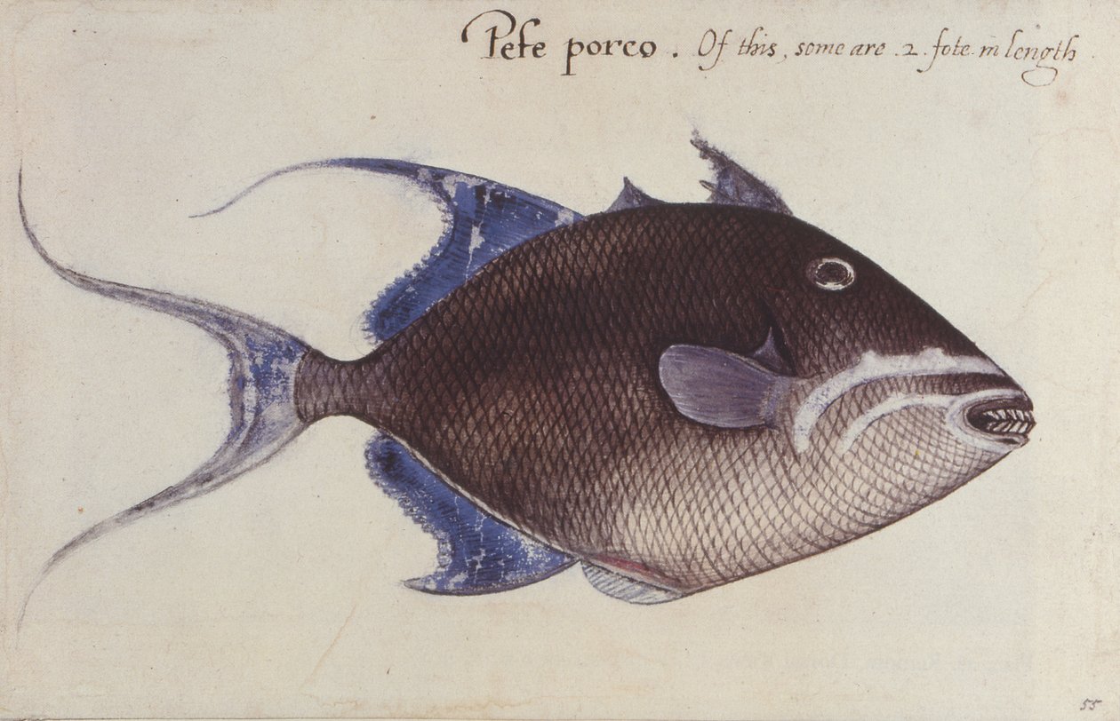 Poisson-baliste - John White