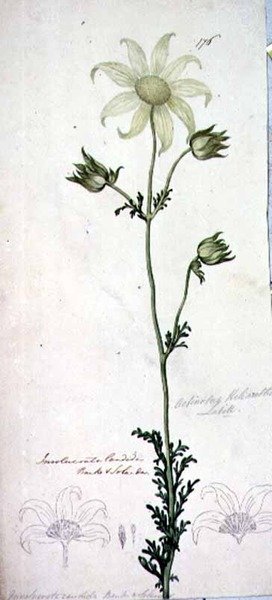 Fleur de Flanelle, actinotus helianthe labill - John William Lewin