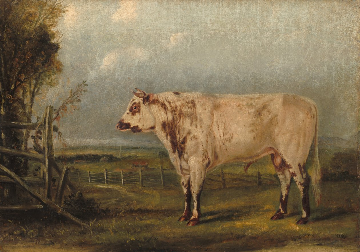 Un jeune taureau, vers 1849 - John Woodhouse Audubon