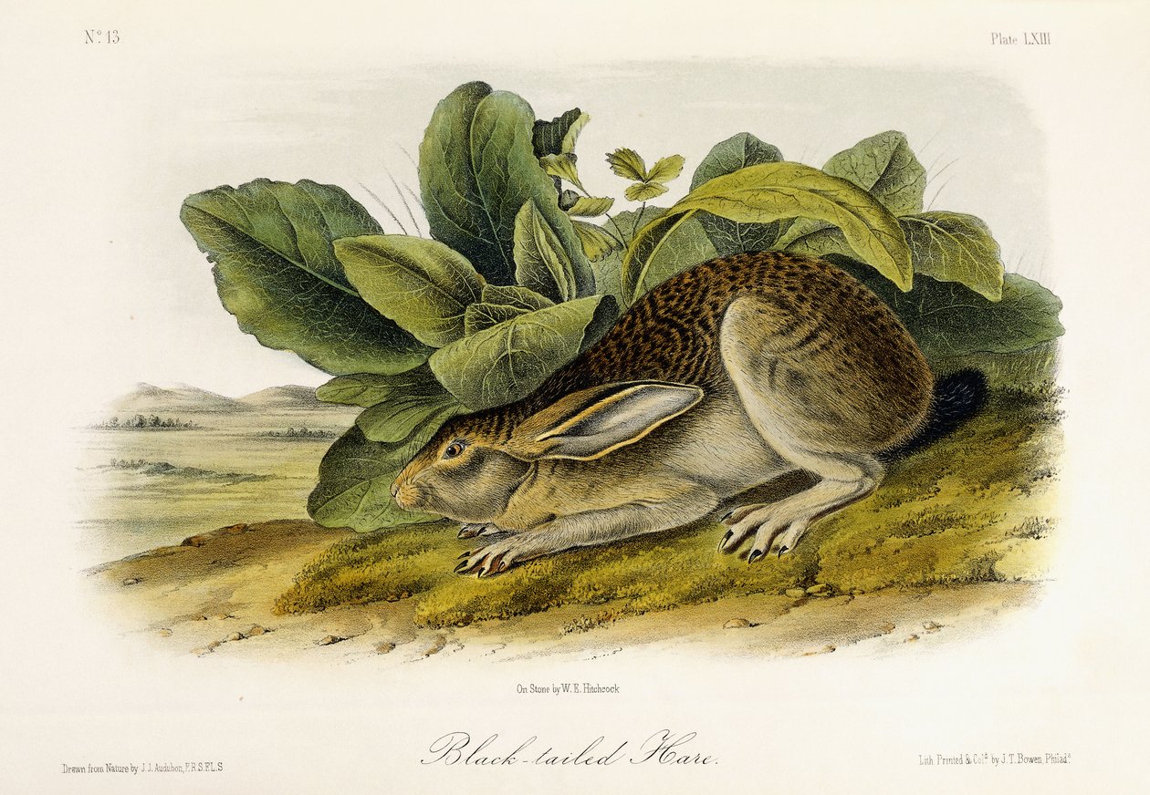 Lièvre à queue noire, vers 1849-1854 - John Woodhouse Audubon