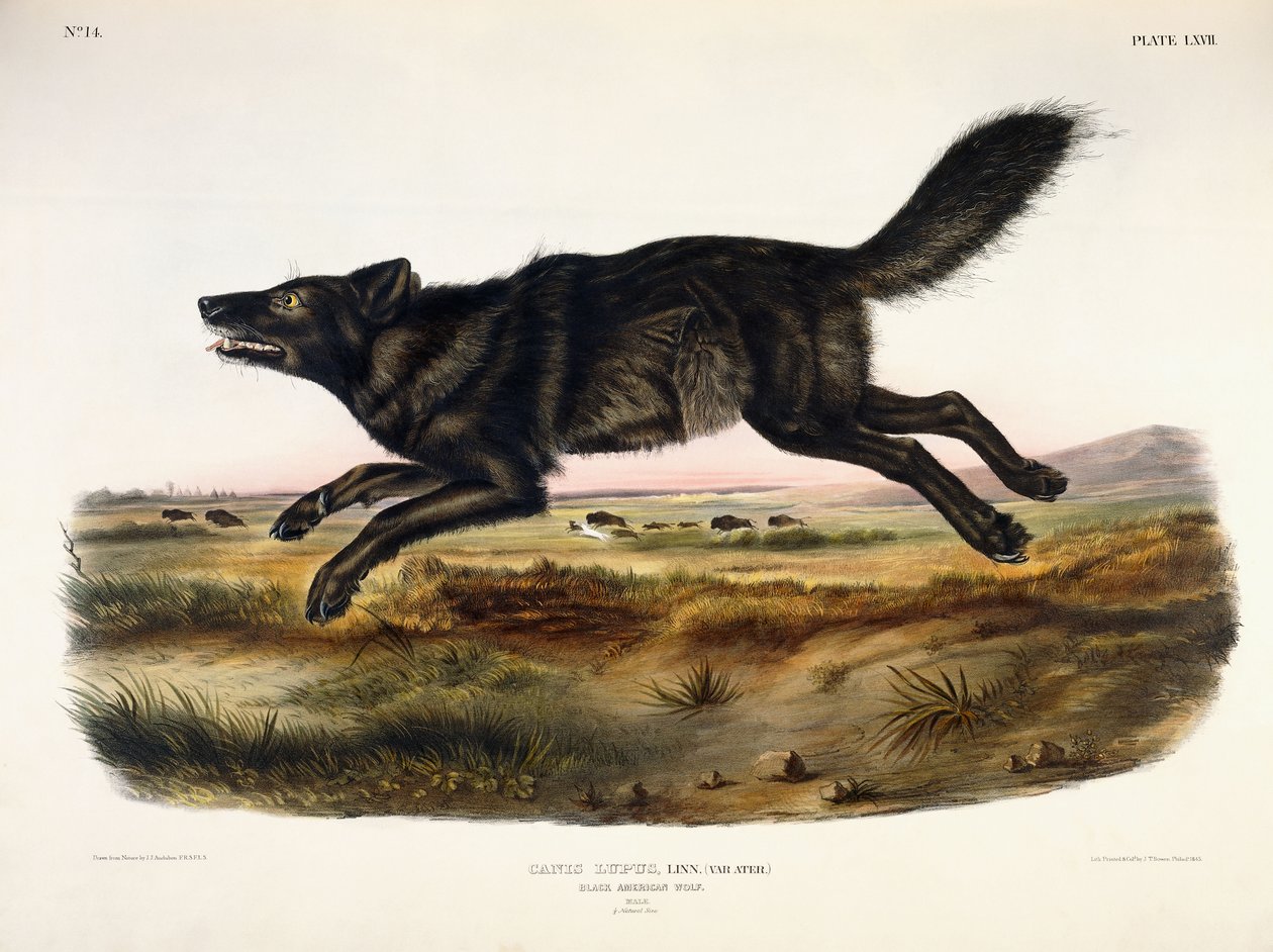 Loup américain noir, mâle, 1845 - John Woodhouse Audubon