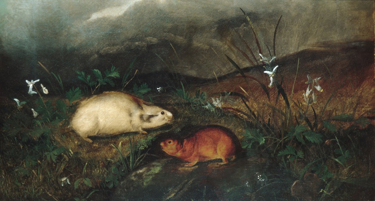 Lemming de la baie d