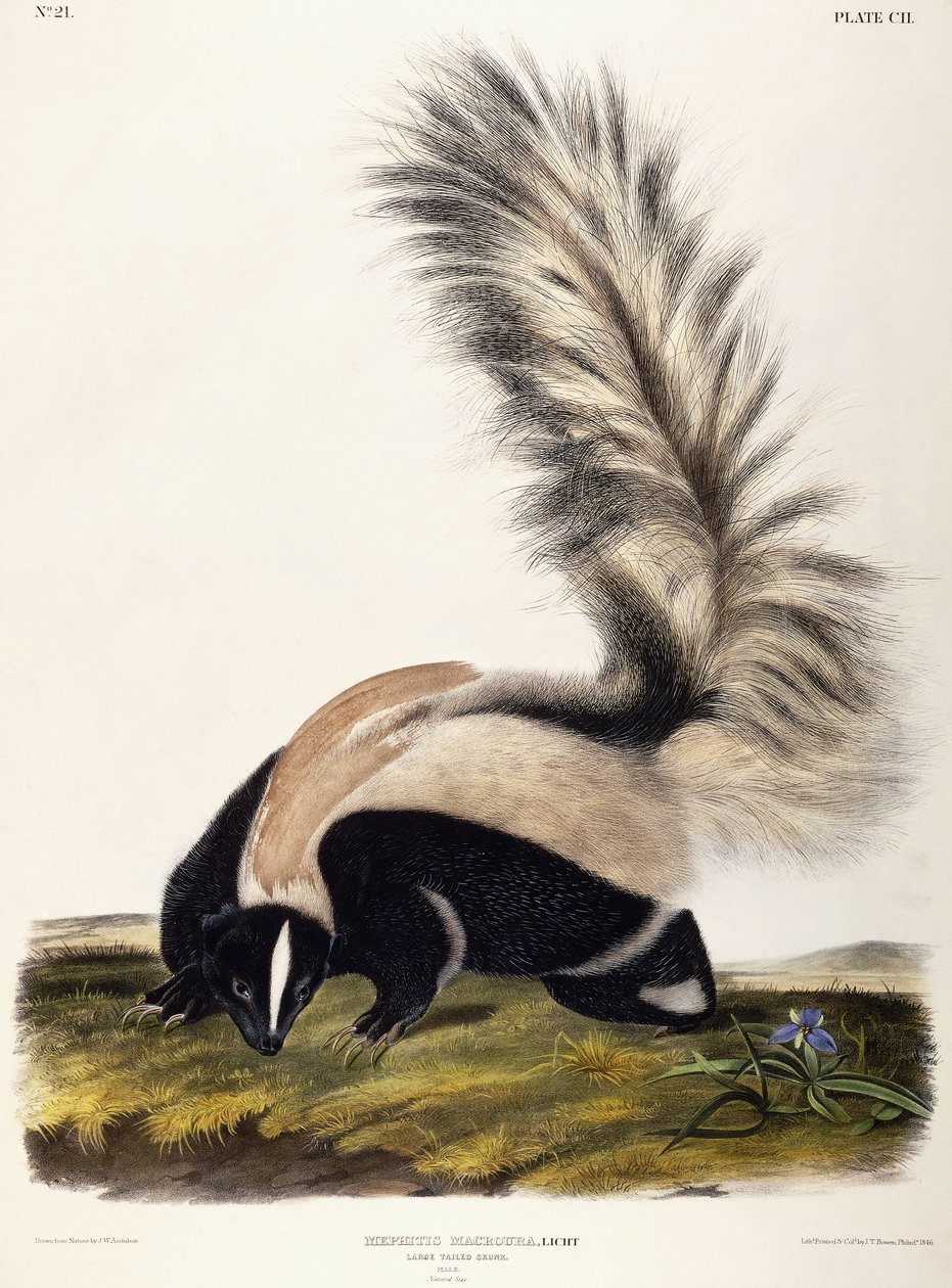 Moufette à grande queue, 1846 - John Woodhouse Audubon