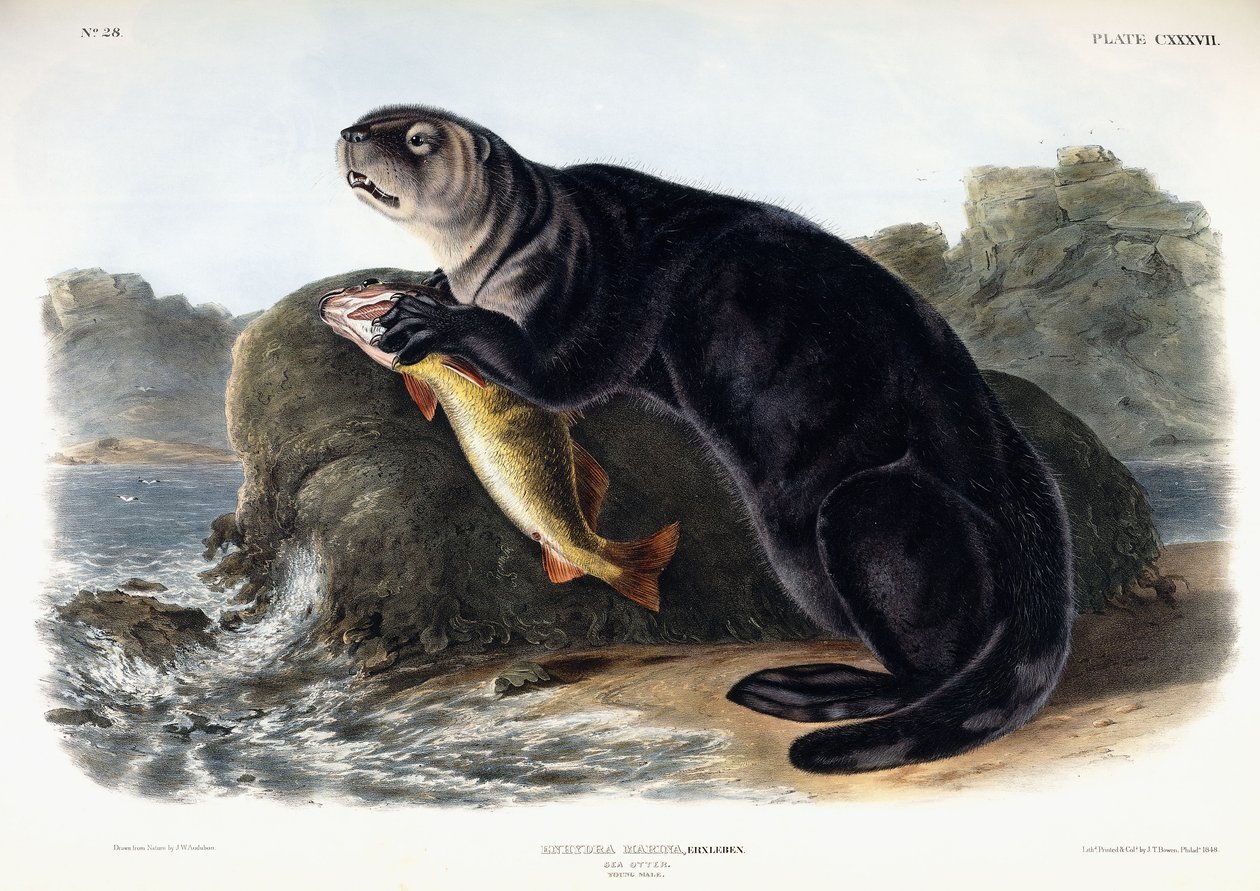Loutre de mer, jeune mâle - John Woodhouse Audubon
