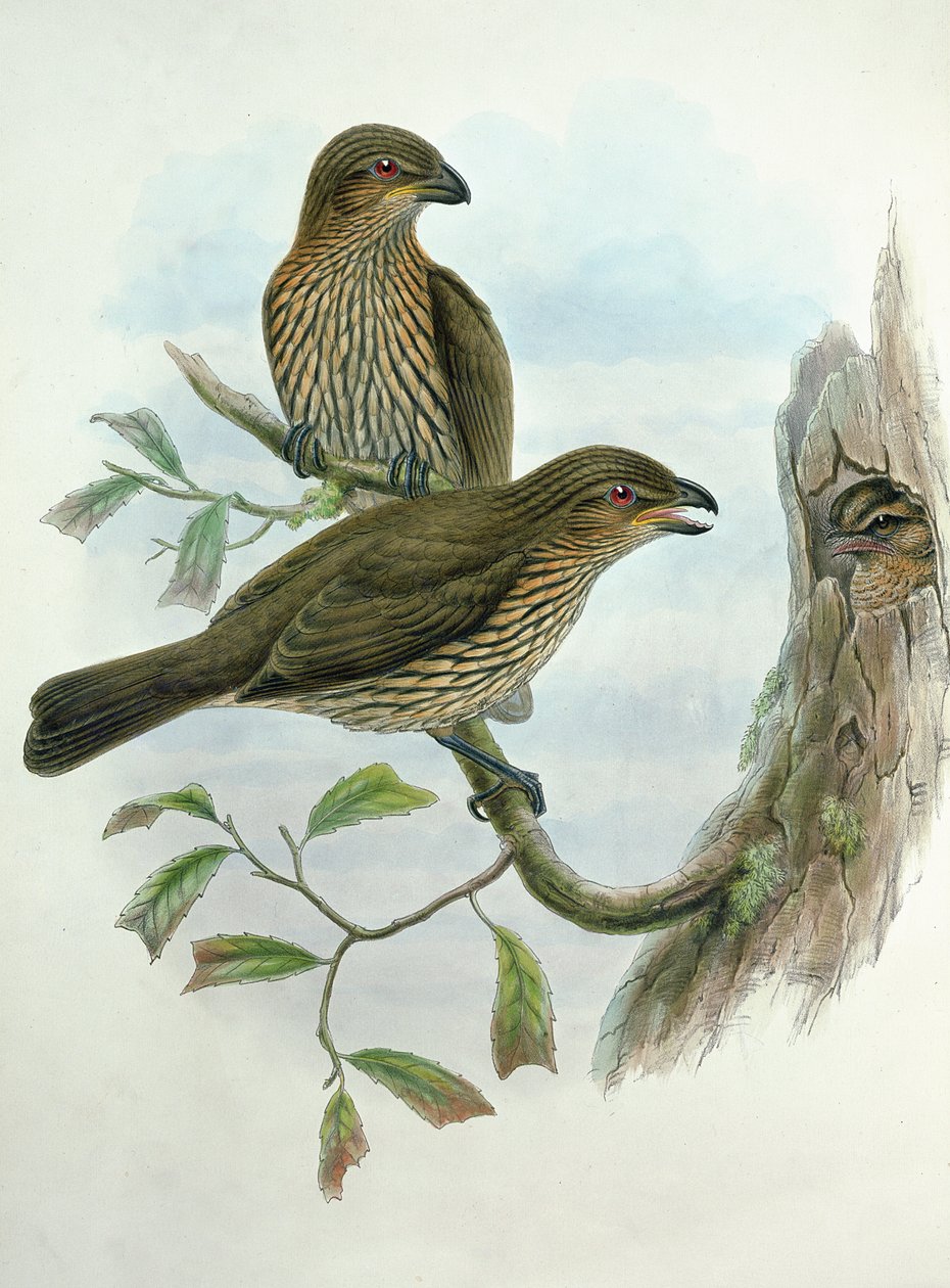 Ailuroedus Dentirostris, Oiseau-chat à bec denté - John and Hart, William Gould