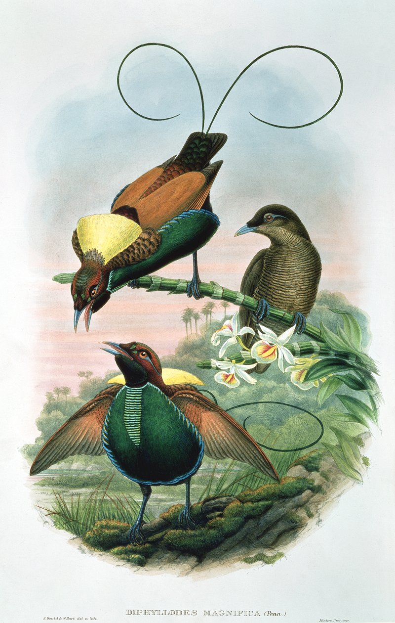 Diphyllodes Magnificus - John and Hart, William Gould