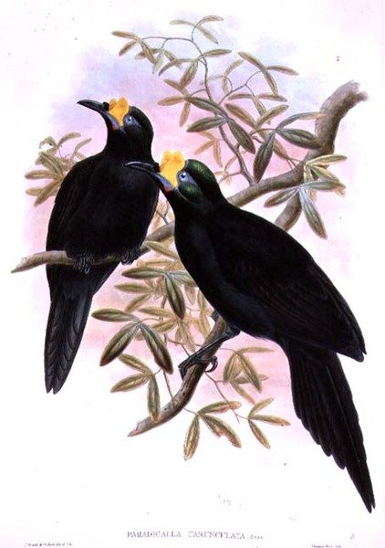 Paradigalla Carunculata - John and Hart, William Gould