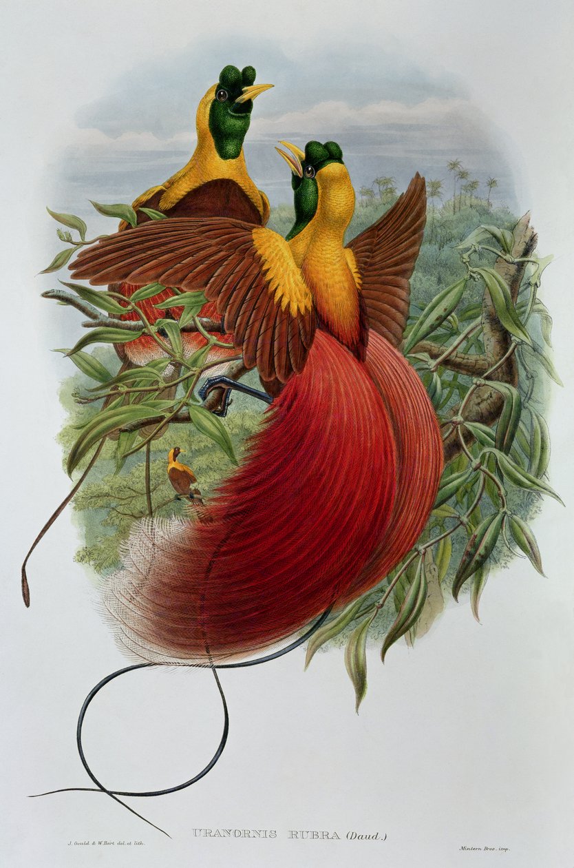 Uranornis Rubra - John and Hart, William Gould