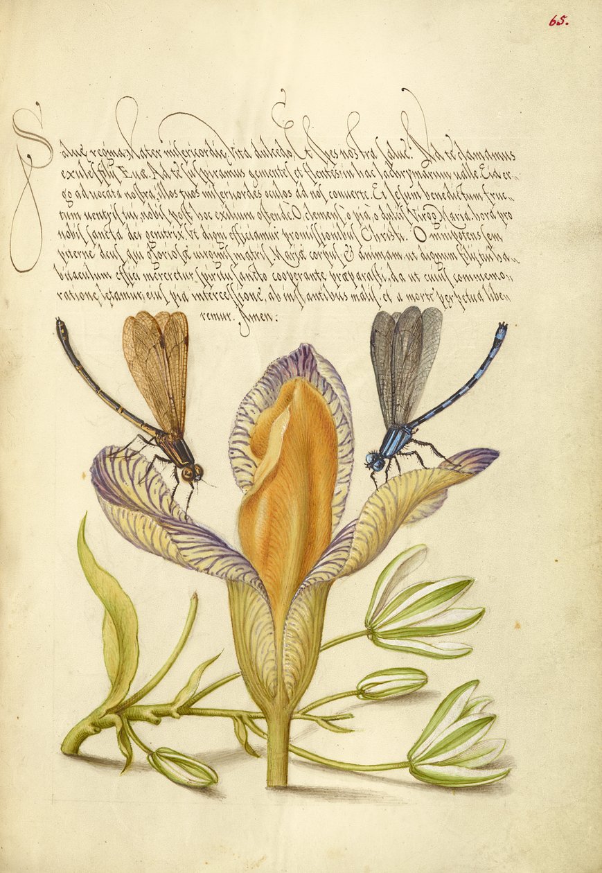 Demoiselles, iris espagnol et étoile de Bethléem - Joris Hoefnagel