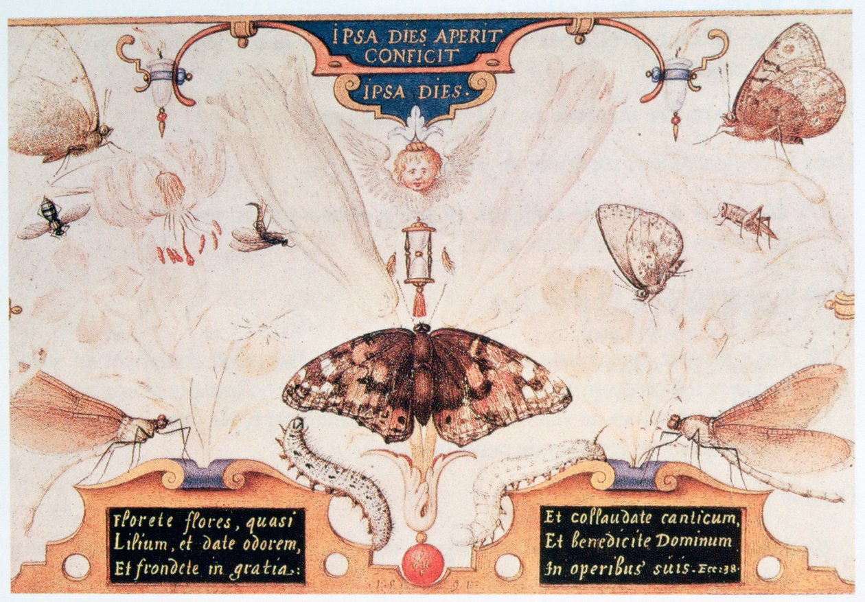 Diptyque avec fleurs et insectes - Joris Hoefnagel