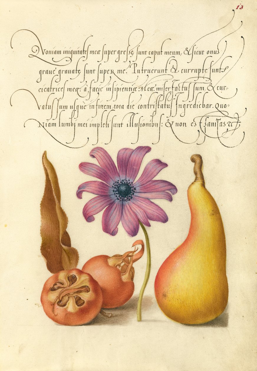 Nèfle, anémone coquelicot et poire - Joris Hoefnagel